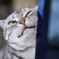 愛猫が『激しくスリスリ』してくるときの3つのキモチ　いつもより強い…