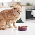 猫の『食欲がない』ときに考えられる原因3つ　病院に行くべき症状や対処法…