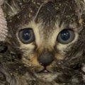 道端にうずくまる『ベタベタに汚れた子猫』を保護…1時間半の応急処置の様…