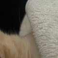 ふと布団を見たら、猫が寝ていて…思わず二度見する『人間みたいな光景』に…