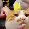 猫の日！第1回乗せ1グランプリ開催♪