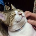 猫は『飼い主』をどう思ってる？驚愕の真実を徹底解説！