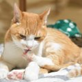 猫が『爪を噛んだり引っ張ったりしている』のはなぜ？3つの理由　やめさせ…