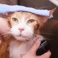 15歳のおじいちゃん猫→プロが『5年ぶり』のお風呂に入れたら…思わず癒…