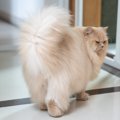 猫が飼い主を『嫌いになった』ときのサイン5つ　仲直りするためのコツもご…