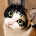ドアの向こうに行きたい猫→『足元』を見てみると…まさかの『アピール方法…