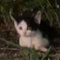 スーパーの駐車場で『鳴き続けていた子猫』…保護の瞬間と『心温まる変…