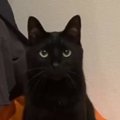 いつのまにか使い方をマスターしている…黒猫が座っていた『椅子』を見たら…