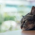 猫が困ってるときのしぐさ8選