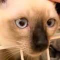 シャムの子猫をお迎えして大切にお世話した結果→１年後……すてきなビフォー…