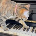 ピアノの鍵盤に乗った猫、ゆっくり歩き始めると…まるで演奏しているかのよ…