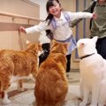 寂しかったにゃ…！帰宅を待ち続けた猫ちゃんたち