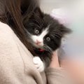 保護子猫が初めて『ワクチン接種』に臨んだ結果…"恐怖のあまり&q…