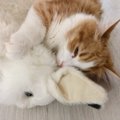 猫が甘えてくるのはなぜ？３つの理由と心配な事