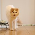 猫がずっと『食べ物をほしがる』ときの4つの原因　ちゃんとあげている…