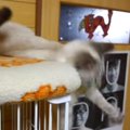 油断が招いたまさかの悲劇…猫ちゃんお気に入りの場所でやらかしてしまう