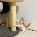 成長が遅く、キャットタワーにも登れなかった赤ちゃん猫…驚くほど『急激な…