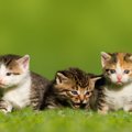 猫の『毛柄』でわかる性格６つ！飼い主との相性を見極める方法とは？