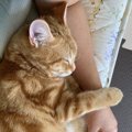 猫が人間の身体の上で寝る時の心理５つ