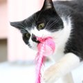 猫の歯磨きおもちゃの使い方やおすすめ商品を紹介