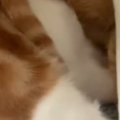 猫たちにかかっているブランケットをめくったら→頭に…『まさかの光景…