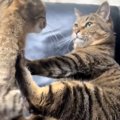 パパ猫がママ猫を毛づくろい→突然ママ猫が起き上がり、次の瞬間…『まさか…