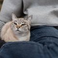 猫が見せる『カッコいい一面』5選　すごい身体能力や凛々しい表情…ふ…