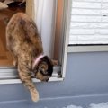 『雪の中ベランダに出たい猫』望みを叶えた結果→癒やされすぎる反応に…