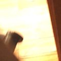 『すごい物音』が聞こえて見に行ったら、猫たちが…思わず笑みがこぼれ…