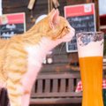 猫に『アルコール』は絶対厳禁！NGな3つの理由と誤飲したときの症状、…