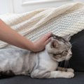 猫の『首をつまむ』と静かになるのはなぜ？2つの理由　正しいつまみ方…