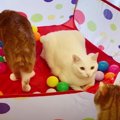 ボールプールにスタンバイ！準備万端な猫ちゃん♪