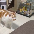 猫が『ピョン』って言いながらジャンプ…？見事に効果音を表現する姿に…