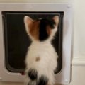 猫用扉におててをかけていた『パヤパヤ子猫』…たまらなくかわいい『後ろ姿…