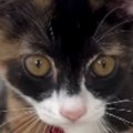 起きたばかりの子猫→『耳』を見たら、『寝癖』がついていて…思わず笑…