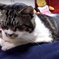 『近距離で監視？』猫ちゃんのちょっぴり重い添い寝