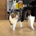 お部屋が広くなってテンションが上がった親子猫！