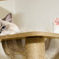 『キャットタワーでくつろぐ猫』を見たら…思わず二度見する光景に「トリッ…