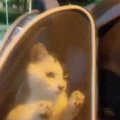 飼い主がいなくなってしまった猫→新しいお家に迎えられて１年…『心温…