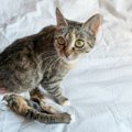 「麻痺があっても、幸せな猫生を与えたい！」愛猫に勇気をもらいながら、…