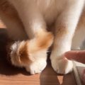 猫の『足』を触ろうとしたら…まさかの避けるスピードが微笑ましいと43…