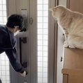 新学期が始まった息子を『お見送りする猫』→１週間密着してみたら…あ…