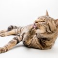 猫が『自分の体を舐め続ける』ときに考えられる原因3つ　病気やストレスの…