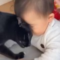 赤ちゃんのことが大好きな猫→『初めて立った瞬間』を見た結果…まさか…