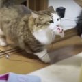 大好きなオモチャをどうしても連れて歩きたい猫さん♡