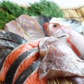 【獣医師監修】猫が食べてもいい魚・食べてはいけない魚一覧！栄養や与え…