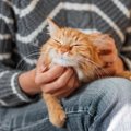 猫は自分の死期がわかる？お別れが近づくと見せる4つのサイン