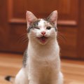 猫が『笑っているような顔』をしているときの理由3選　どんな心理が考えら…