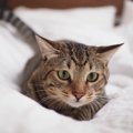 猫の気持ちが良く分かる！しっぽと耳のチェックポイント５個