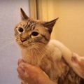 シャンプー中におしゃべりする猫ちゃん！泡まみれになっちゃった♡